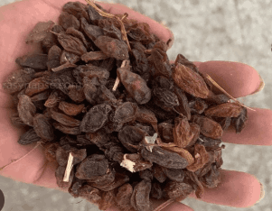 تصویر 3 از کشمش آبگیری مناسب تولید شیره و عصاره طبیعی